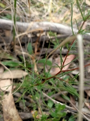 Cheiranthera linearis