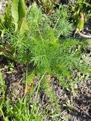 Tripleurospermum inodorum