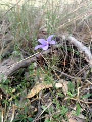 Cheiranthera linearis