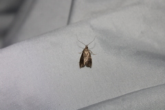 Gymnobathra hamatella