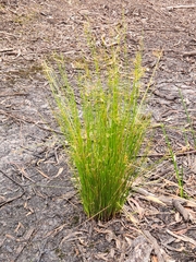 Juncus pauciflorus