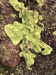 Coenogonium implexum