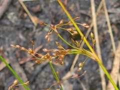 Juncus pauciflorus