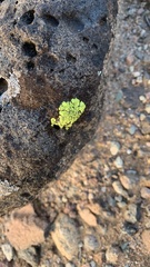 Acarospora socialis
