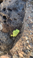 Acarospora socialis
