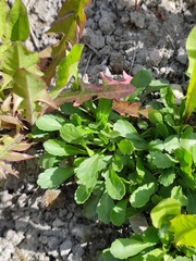 Leucanthemum vulgare