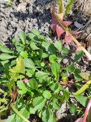 Leucanthemum vulgare