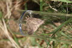 Proteuxoa tetronycha