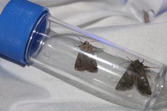 Proteuxoa tetronycha