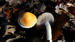 Leratiomyces percevalii