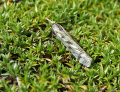 Orocrambus xanthogrammus