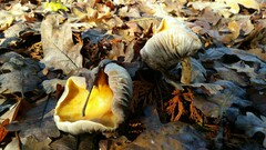 Leratiomyces percevalii