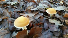 Leratiomyces percevalii