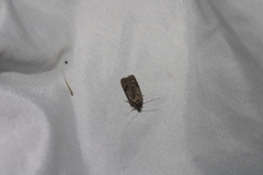 Phaeosaces apocrypta
