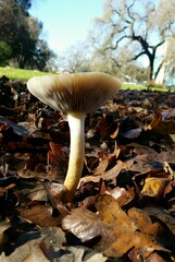 Leratiomyces percevalii