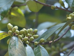 Litsea stocksii