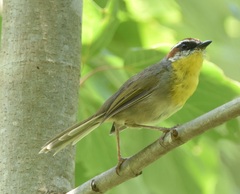 Basileuterus rufifrons