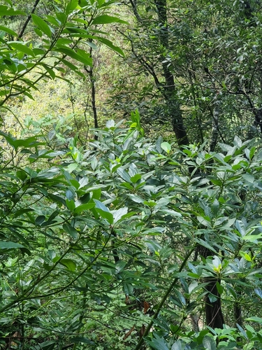 Persea indica (Persea indica)