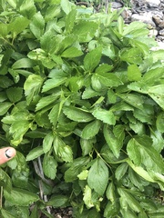 Ligusticum scothicum