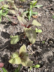Beta vulgaris