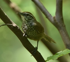 Pheugopedius maculipectus