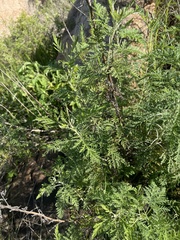 Artemisia afra