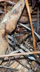 Odontomachus haematodus