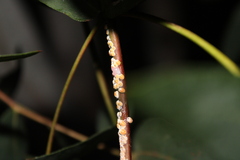 Eriococcus coriaceus