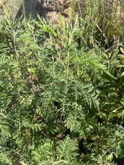 Artemisia afra