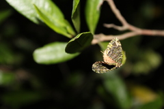 Austrocidaria similata