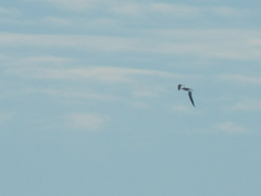 Thalasseus maximus