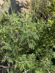 Artemisia afra