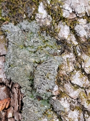 Phaeophyscia squarrosa