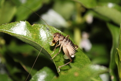 Hemiandrus celaeno