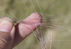 Scleropogon brevifolius
