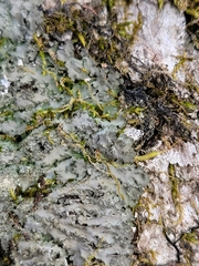 Phaeophyscia squarrosa