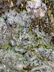 Phaeophyscia squarrosa