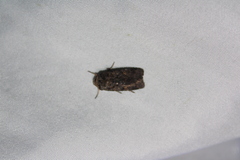 Proteuxoa tetronycha