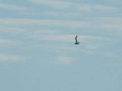 Thalasseus maximus