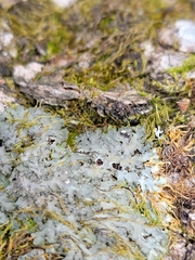 Phaeophyscia squarrosa