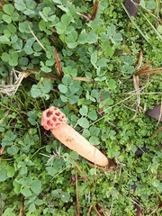 Simblum sphaerocephalum