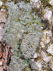 Phaeophyscia squarrosa