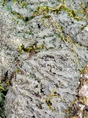 Phaeophyscia squarrosa