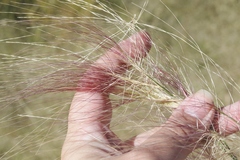 Scleropogon brevifolius