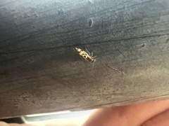 Graphopsocus