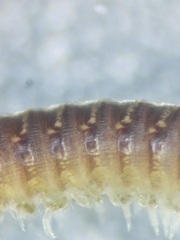 Cylindroiulus truncorum