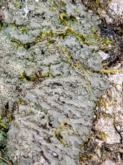 Phaeophyscia squarrosa