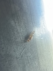 Graphopsocus