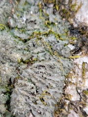Phaeophyscia squarrosa