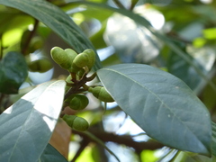 Litsea stocksii